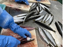 小田原産水カマス