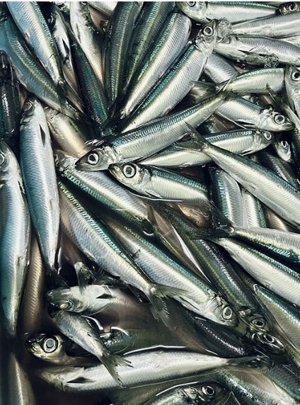 福浦産うるめいわし
