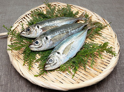 小田原産あじ