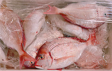 小田原産あじが獲れました