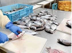 大磯産エボ鯛