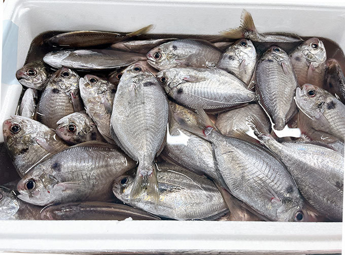 小田原産エボ鯛