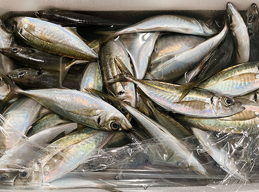 小田原産あじ