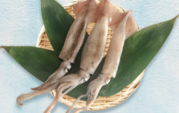 小田原産あじが獲れました
